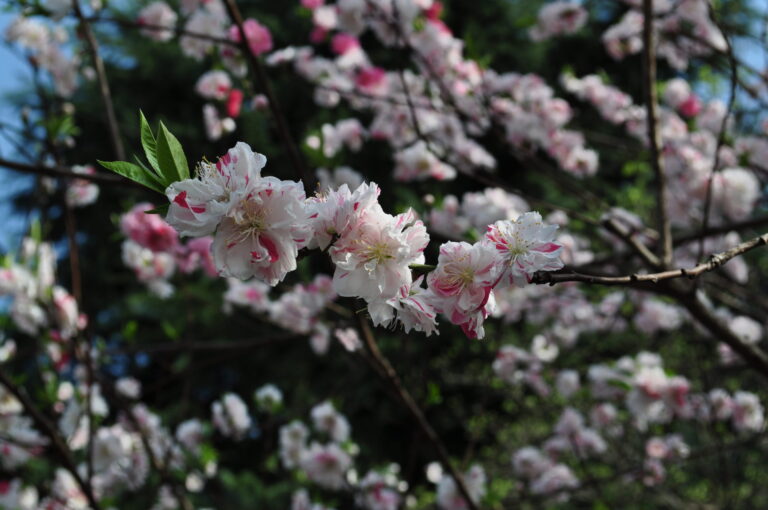 Tokyo_Sakuras_2018