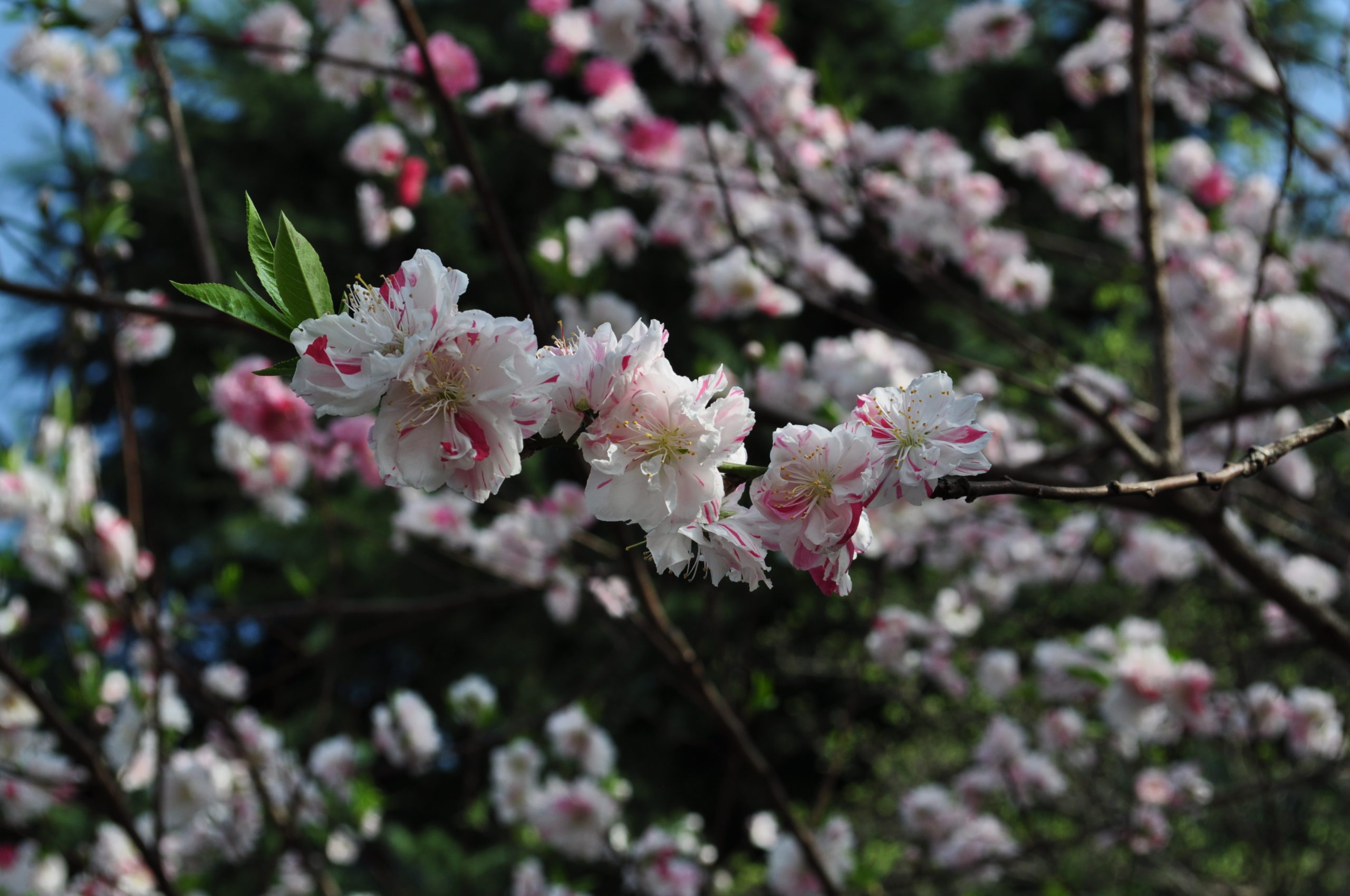 Tokyo_Sakuras_2018